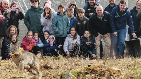 Liberación de linces ibéricos en el Cerrato palentino