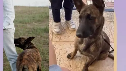 Perro perdido Palacios del Pan