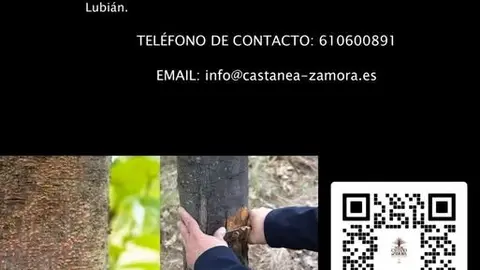 Chancro del Castaño