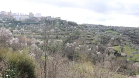 fermoselle almendros en flor _25