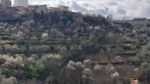 fermoselle almendros en flor _3