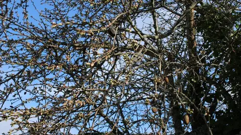 fermoselle almendros en flor _9