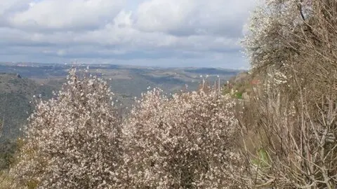 fermoselle almendros en flor _12