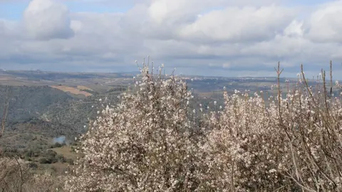 fermoselle almendros en flor _13