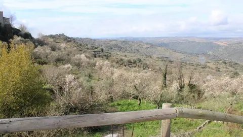 fermoselle almendros en flor _14
