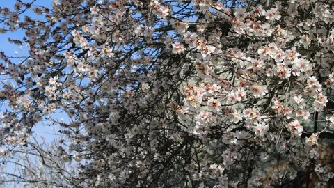 fermoselle almendros en flor _16
