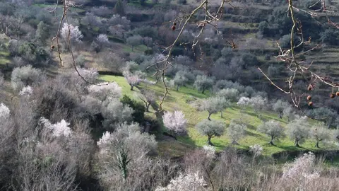 fermoselle almendros en flor _17