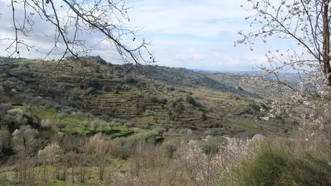 fermoselle almendros en flor _19