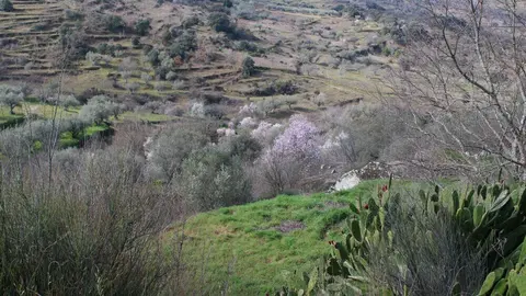 fermoselle almendros en flor _22
