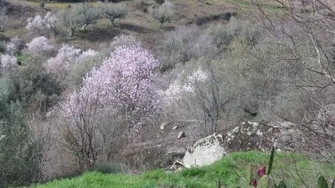 fermoselle almendros en flor _24