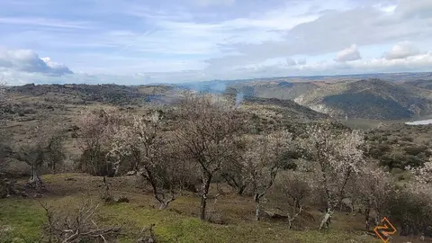 fermoselle almendros en flor _35