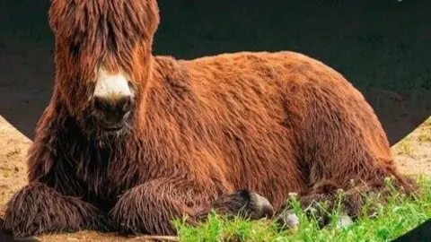 vigésimo quinta Exposición Monográfica y Subasta de la raza zamorano-leonesa