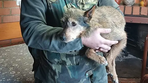 Coli perro desaparecido