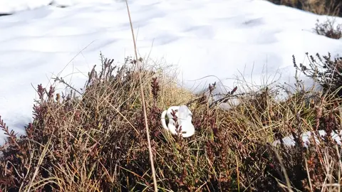 chupete en peces sanabria