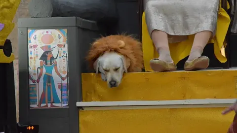 carnaval toro 2025_255