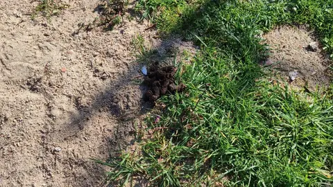 Excrementos Parque Morales