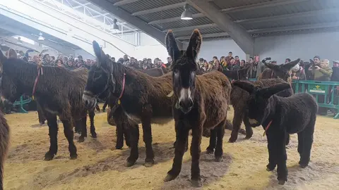 burros, feria San Vitero