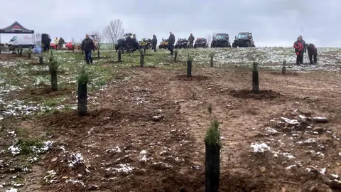 pinos y almendros plantados en Vadillo
