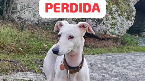 Perra Perdida