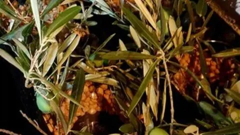 catas museo aceite jonatan_21