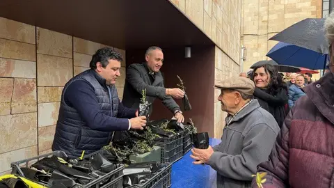 la Diputación de Zamora reparte olivos _4