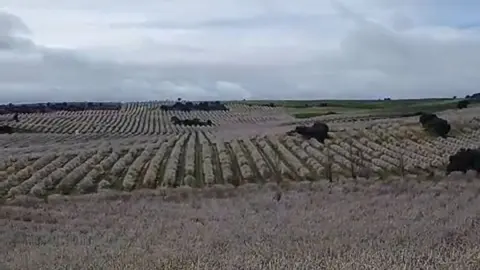 almendros en flor de Villabuena del Puente