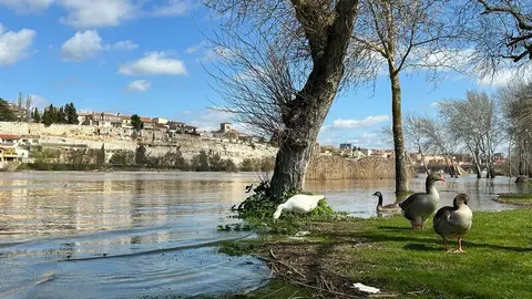 El Duero a su paso por Zamora _2