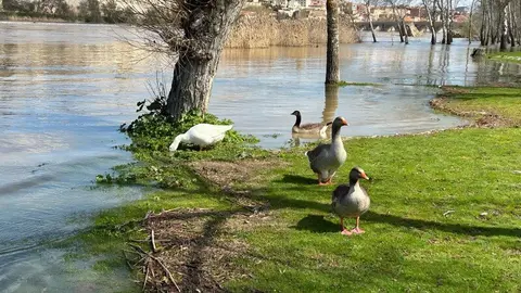 El Duero a su paso por Zamora _5