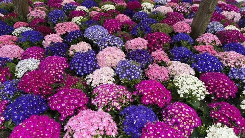 flores2