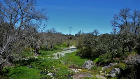 Piñuel. imagen facebook