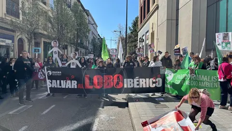 Valladolid se moviliza en defensa del lobo ibérico PACMA exige al Gobierno que recupere su protección