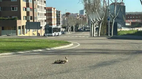 familia de patitos por Zamora _9