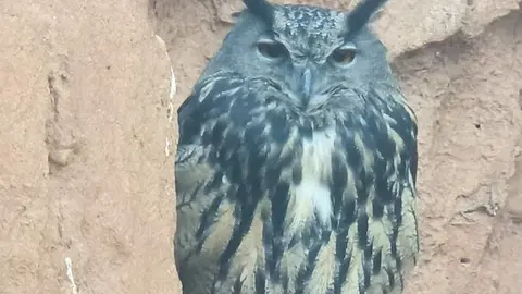 Búho real, una de las especies afectadas