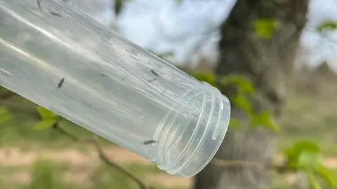 Zamora intensifica el control biológico de la avispilla del castaño