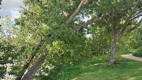 Entrepuentes (arbolado) mayo 2025