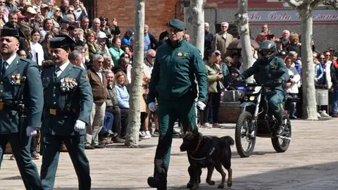 181 aniversario Guardia Civil, Toro_49