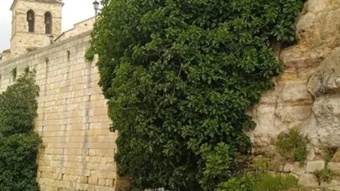 obras en la muralla de Zamora, Ecologistas Zamora