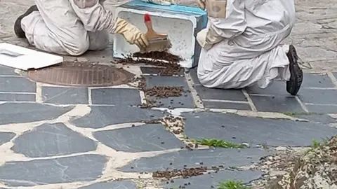 enjambre de abejas en Puebla de Sanabria