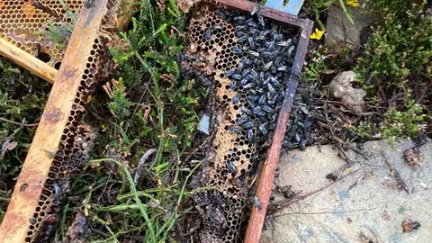 Apicultores ataques de oso