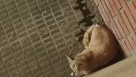 ayuda-gata-redes sociales