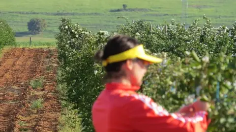 agroberry. imagen web