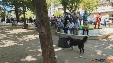 Día de las Fuerzas Armadas en Zamora