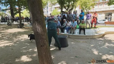 Día de las Fuerzas Armadas en Zamora_2