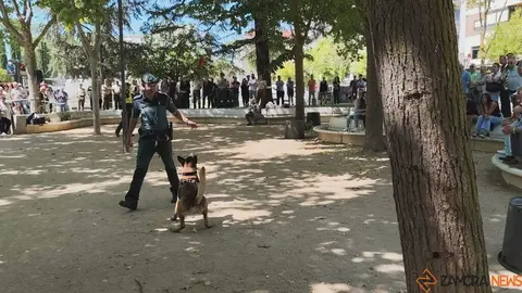 Día de las Fuerzas Armadas en Zamora_5