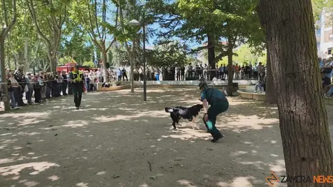 Día de las Fuerzas Armadas en Zamora_4