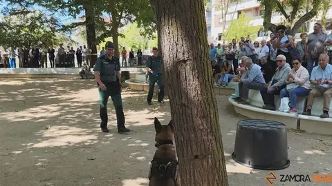 Día de las Fuerzas Armadas en Zamora_6