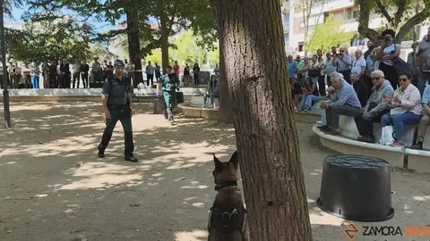 Día de las Fuerzas Armadas en Zamora_7