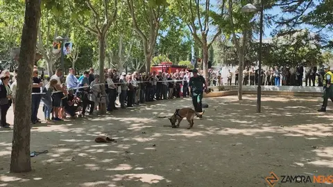 Día de las Fuerzas Armadas en Zamora_10