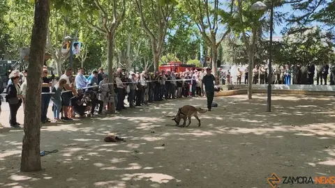 Día de las Fuerzas Armadas en Zamora_11