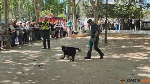 Día de las Fuerzas Armadas en Zamora_16
